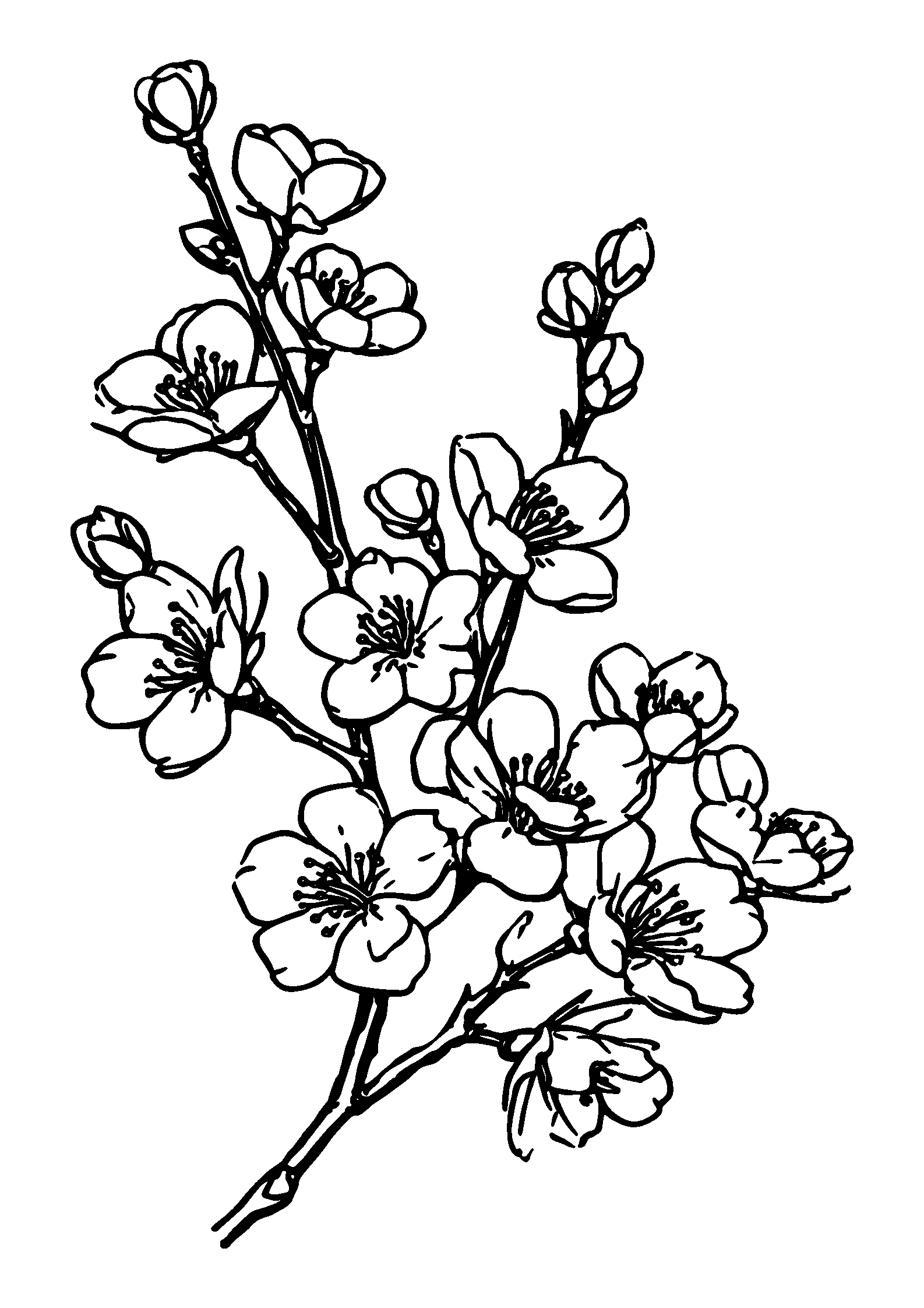Blooming Cherry Blossom Branch coloring page