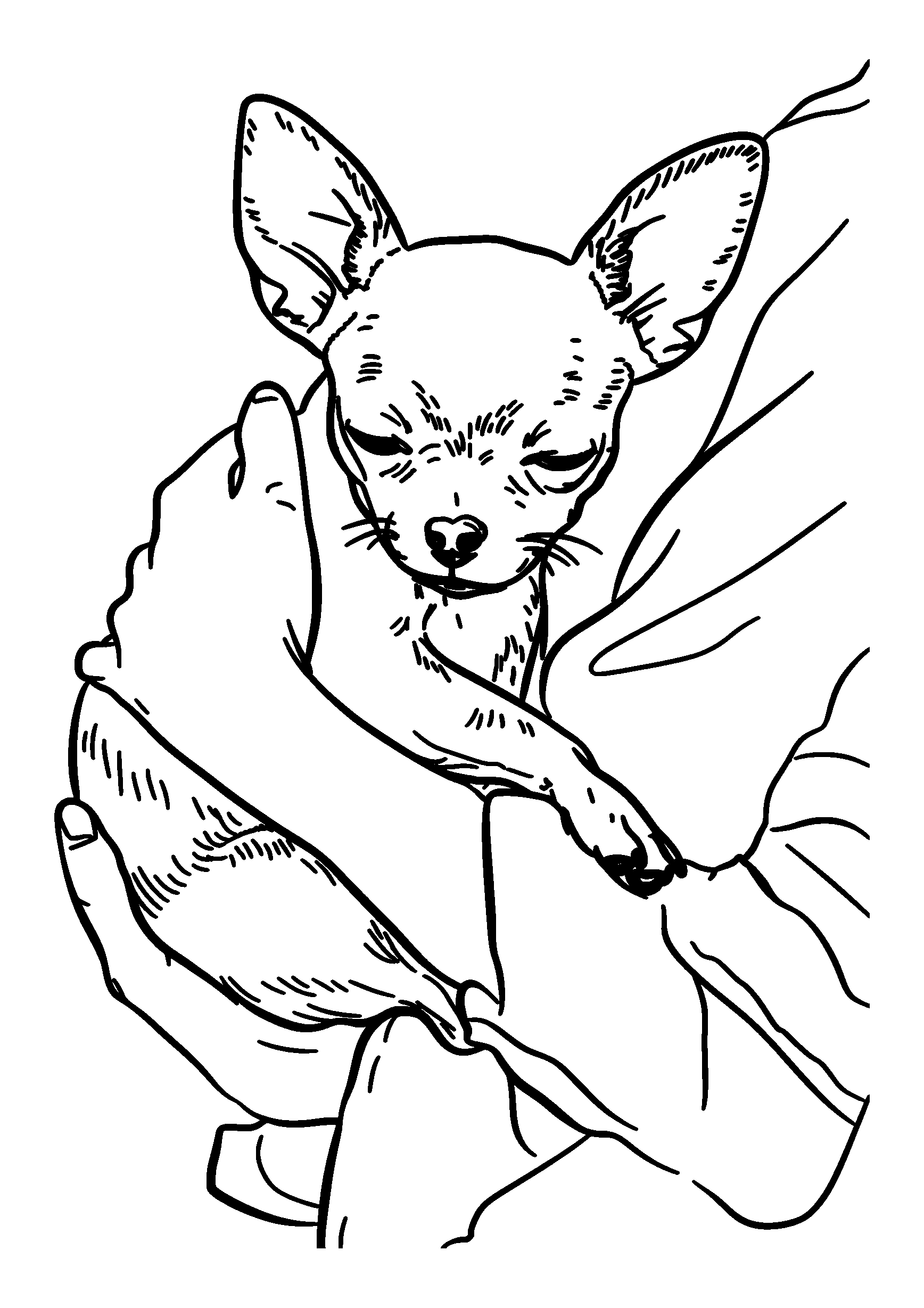 Chihuahua Being Held in a Woman's Arms at the Beach coloring page