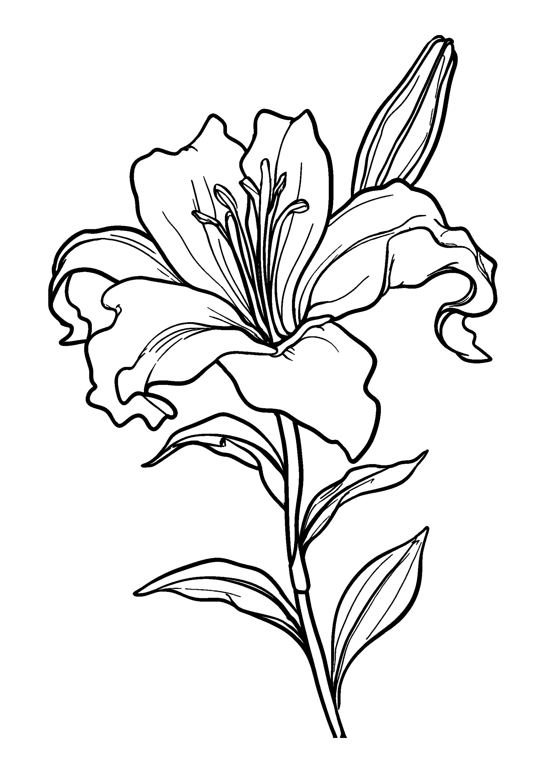 Lily with Long Curling Stamens coloring page
