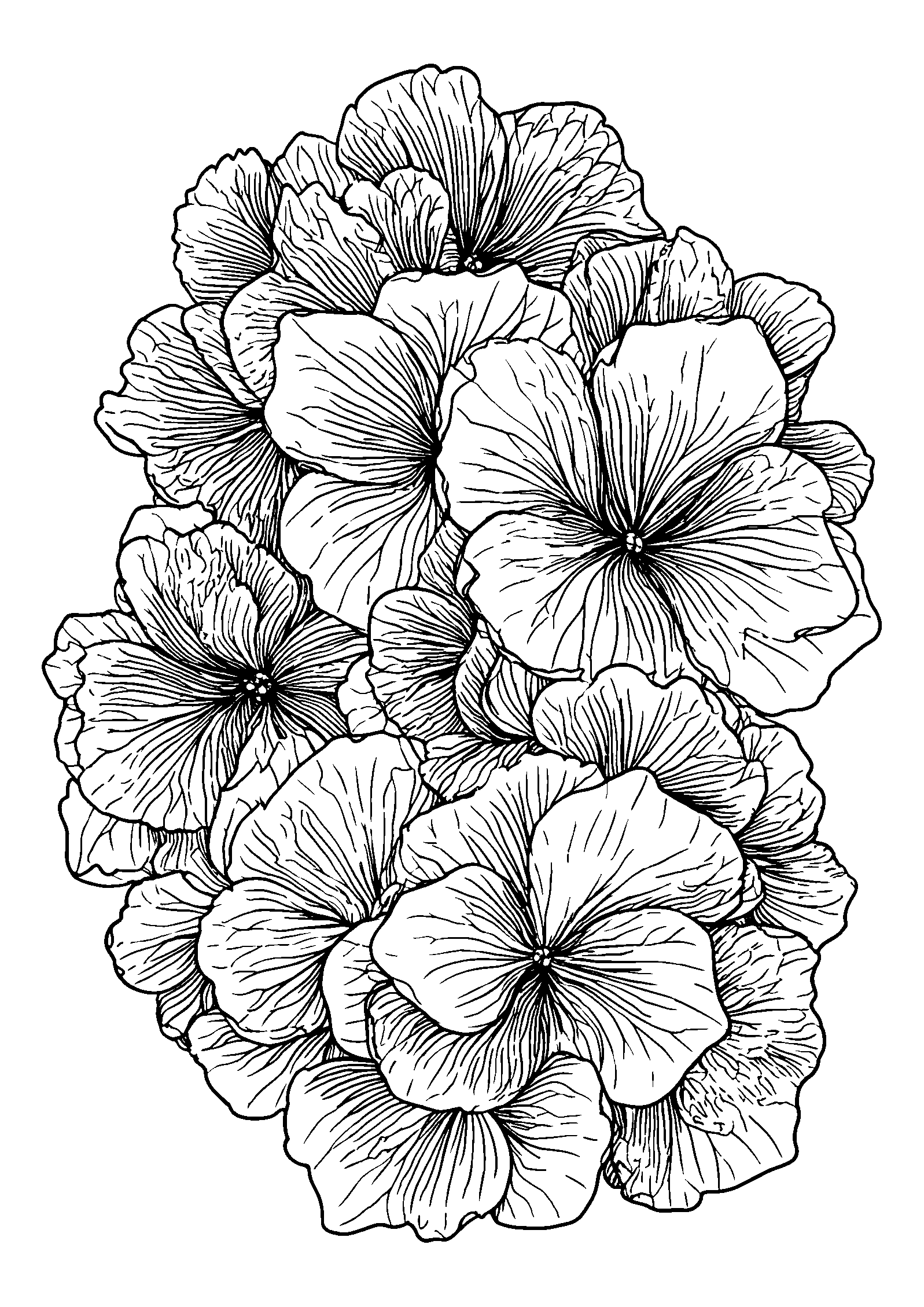 Hydrangea Cluster in Full Bloom coloring page