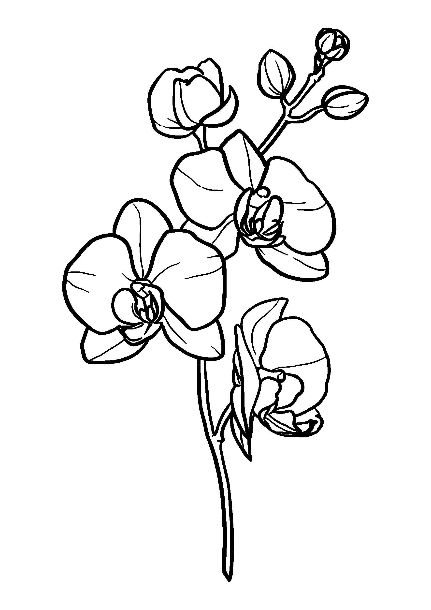 Orchid Stem with Three Open Blossoms coloring page