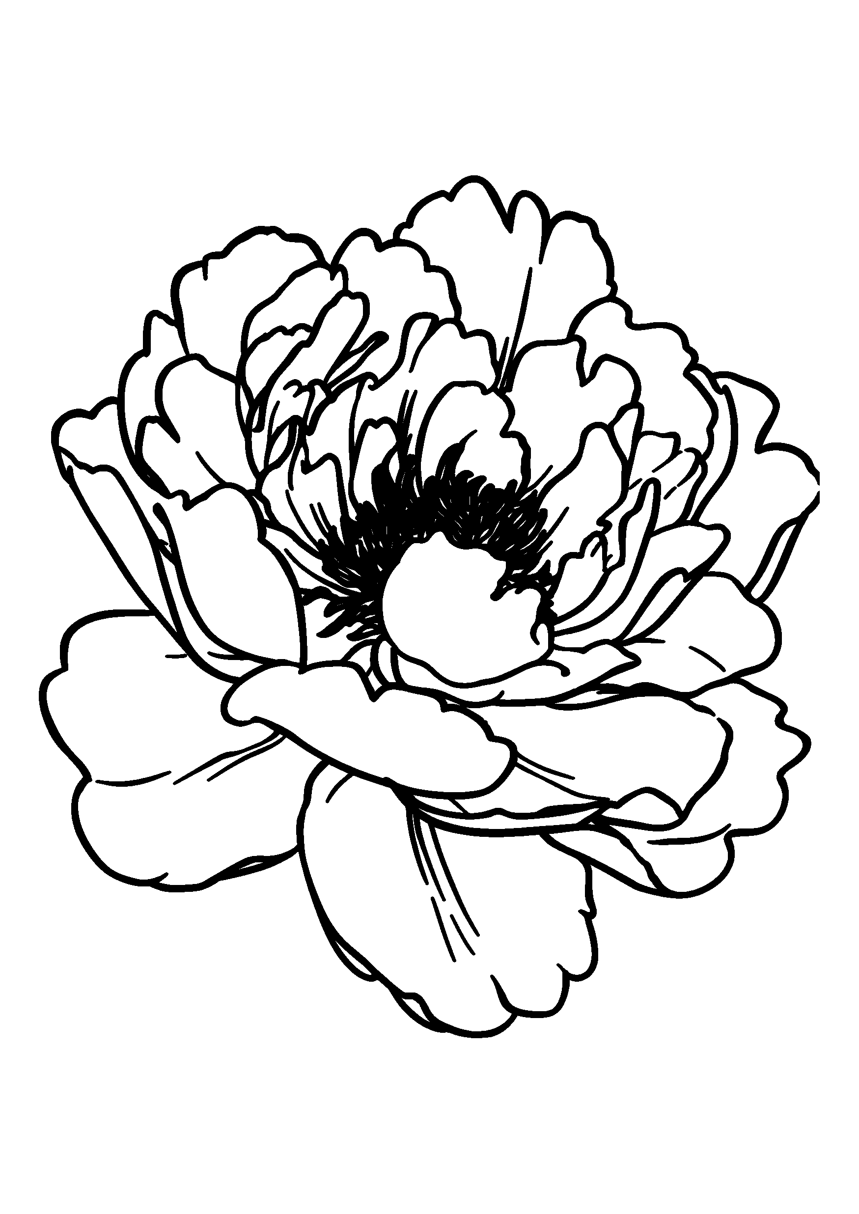 Detailed Illustration of a Peony Blossom coloring page
