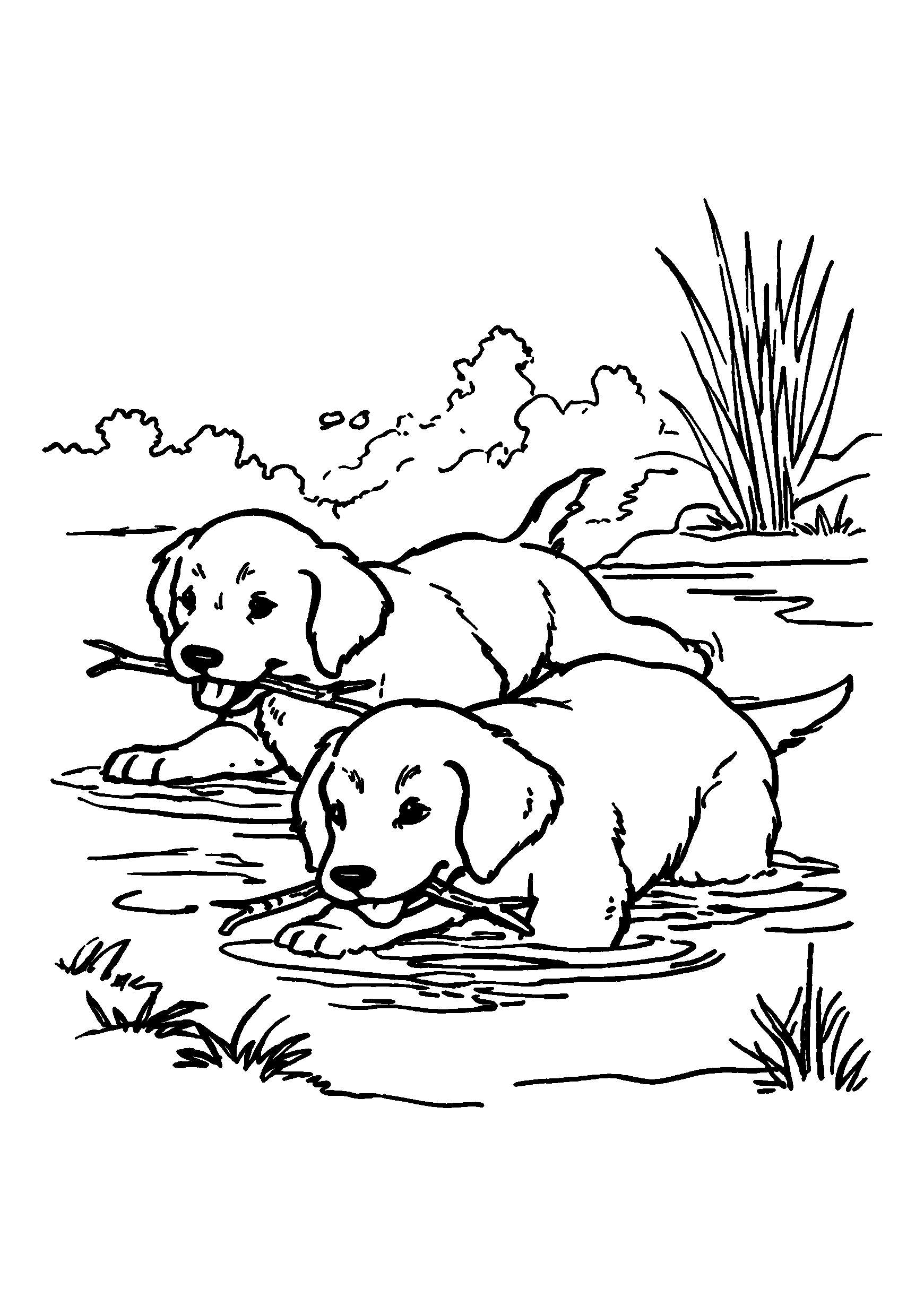 Labs Retrieving Sticks from a River coloring page