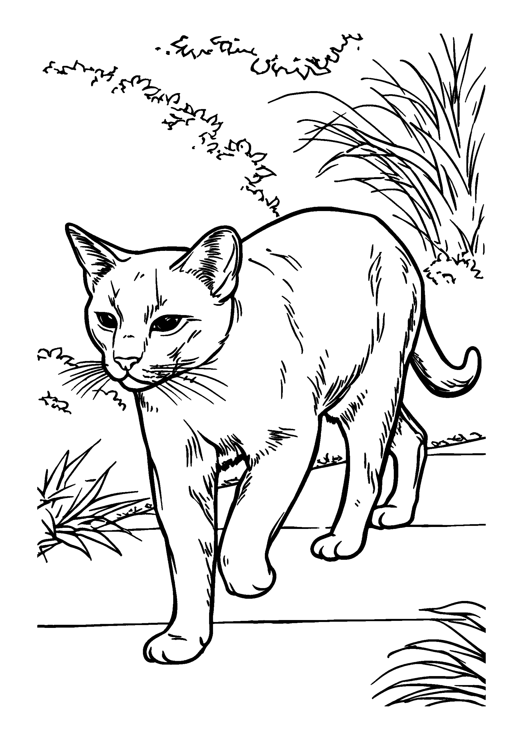 Graceful Siamese Cat Walking Along a Garden Path coloring page