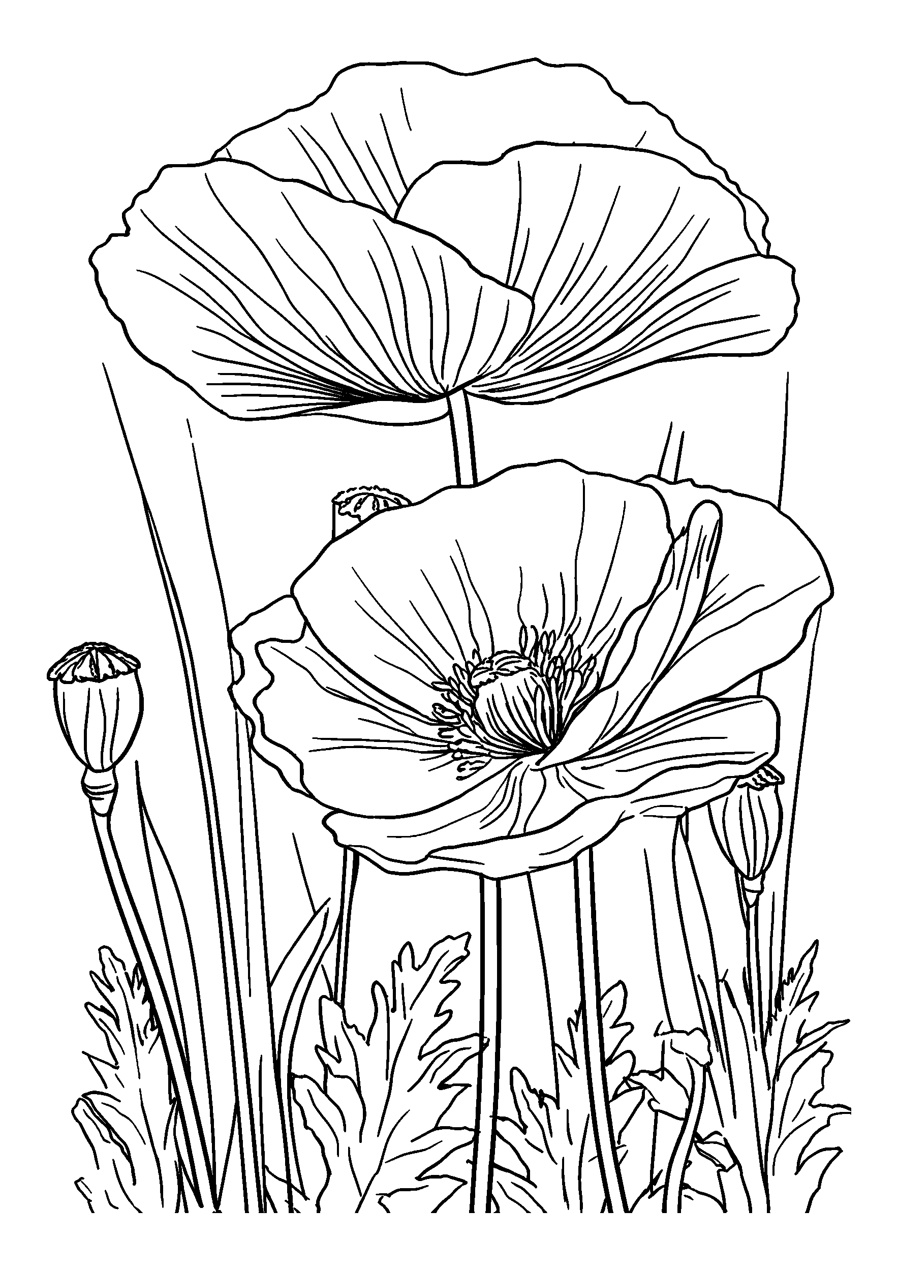 Poppies Amidst Tall Grass coloring page