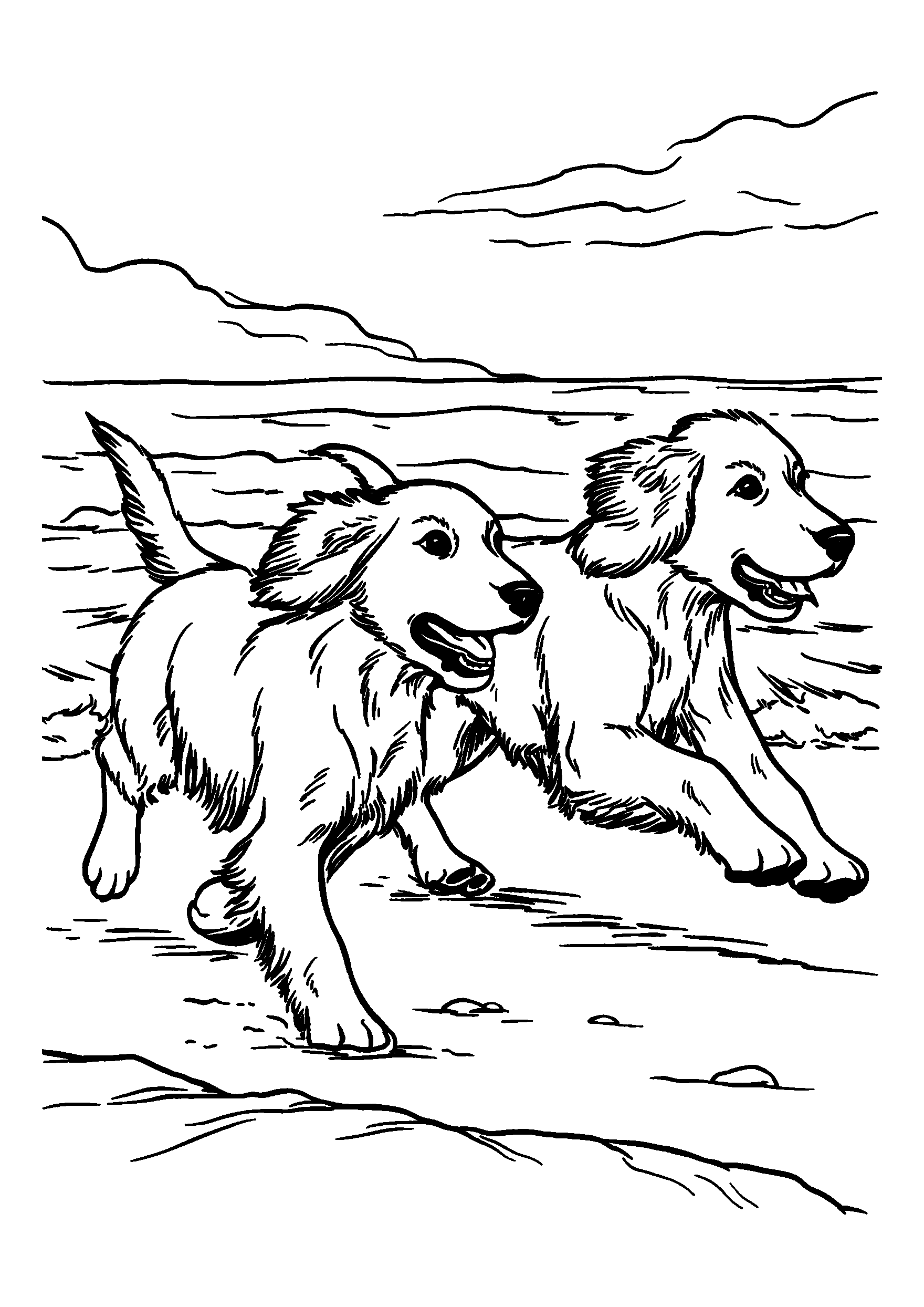 Irish Setters Chasing Each Other on a Beach coloring page