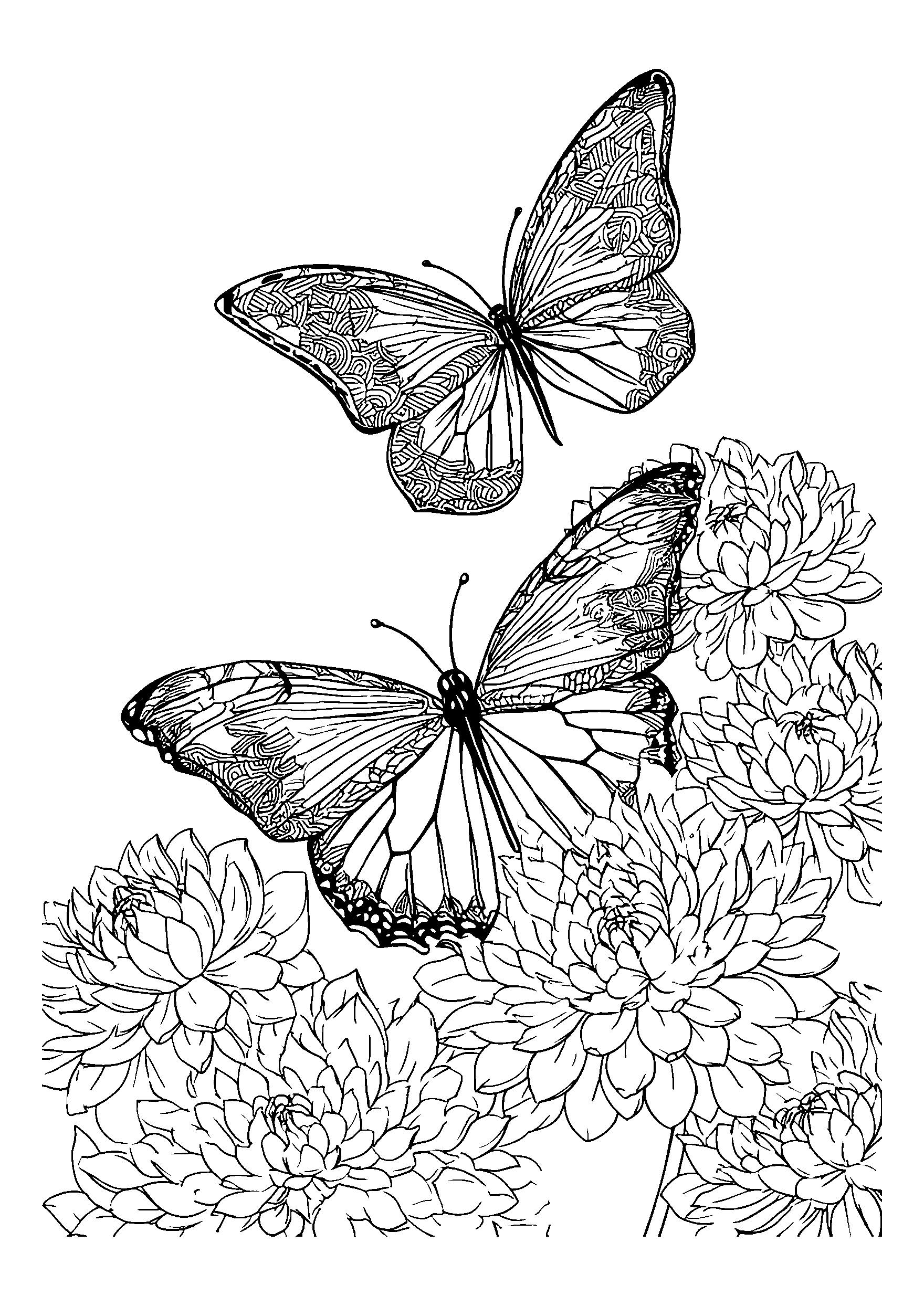 Butterflies Fluttering Around Blooming Chrysanthemums coloring page