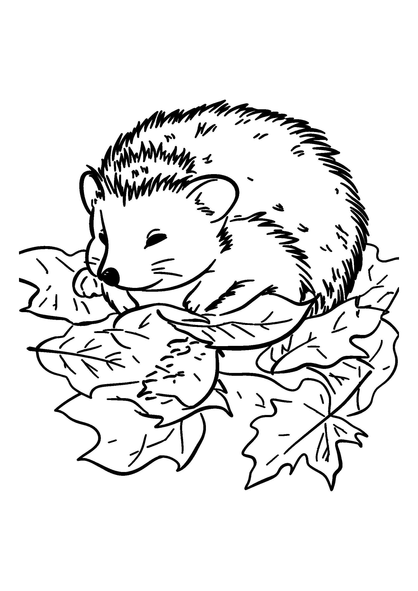 Hedgehog Curled Up Among Fallen Leaves coloring page