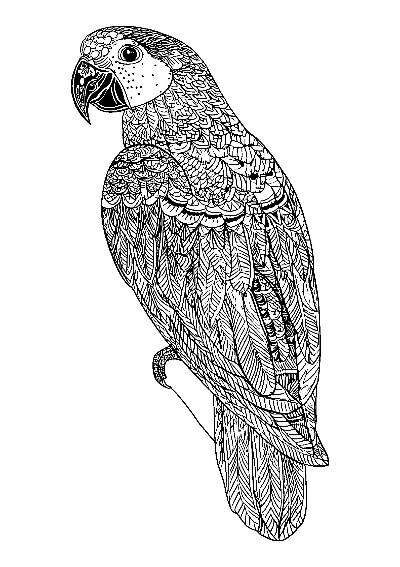 Parrot Perched on a Pirate's Shoulder coloring page