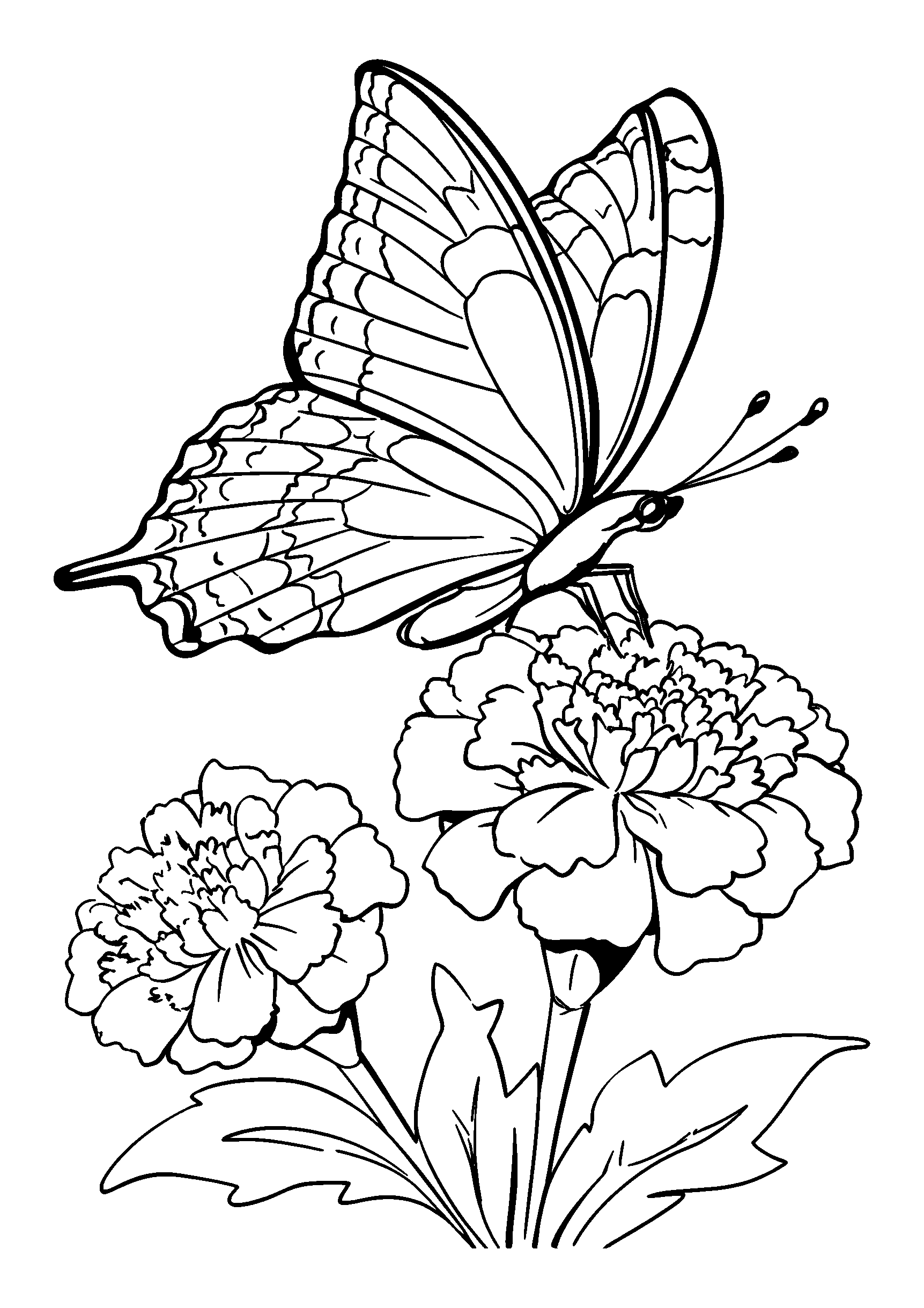 Butterfly Landing on a Marigold Flower coloring page